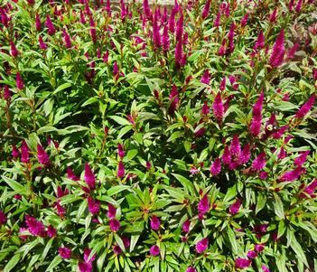 Celosia 'Intenz Dark Purple' Image
