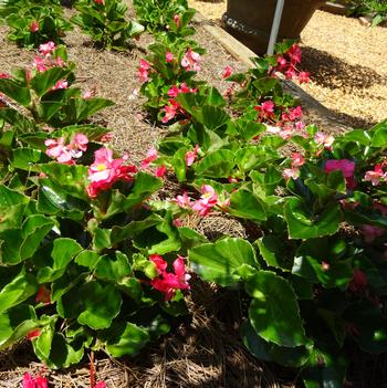 Begonia 'Megawatt Pink Green Leaf' Image
