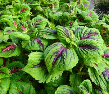 Solenostemon 'Premium Shade Kong Jr. Rose' Image