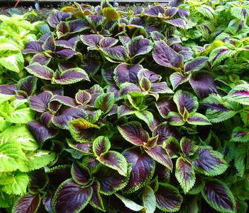 Solenostemon 'Premium Shade Kong Jr. Scarlet' Image