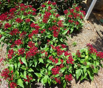 Pentas 'Lucky Star Dark Red' Image