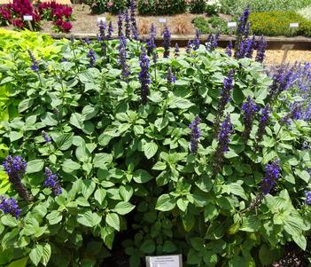 Salvia interspecific 'Big Blue' Image