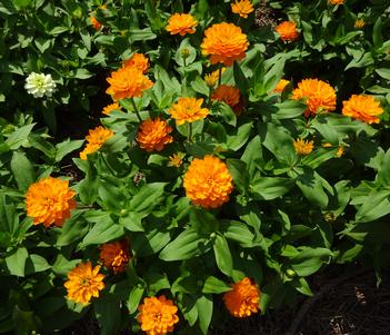 Zinnia 'Double Zahara Bright Orange' Image