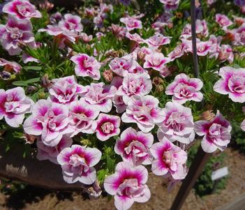 Calibrachoa 'MiniFamous Uno Double PinkTastic' Image