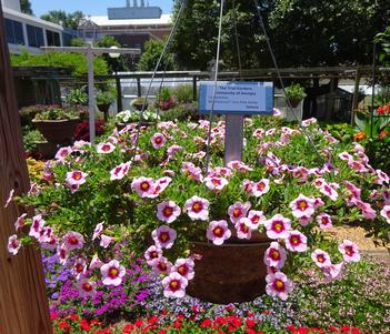 Calibrachoa 'MiniFamous Uno Pink Strike' Image