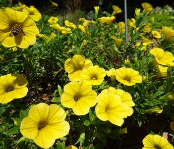 Calibrachoa 'MiniFamous Uno Yellow' Image