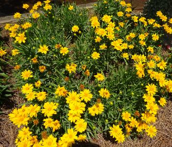 Coreopsis 'Double the Sun' Image
