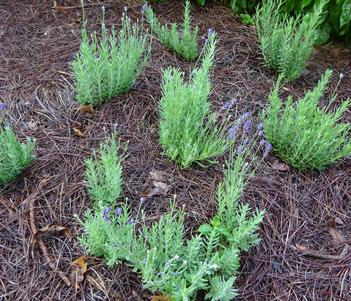 Lavandula 'Avignon Early Blue' Image