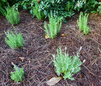 Lavandula 'Blue Spear' Image