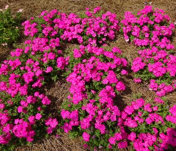 Phlox 'Gisele Hot Pink' Image