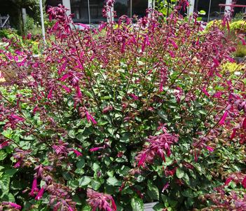 Salvia 'Skyscraper Dark Purple' Image