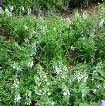 Angelonia 'Serena White' Image