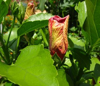 Hibiscus 'Hollywood First to Arrive' Image