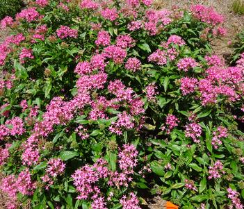 Pentas lanceolata 'BeeBright Pink' Image