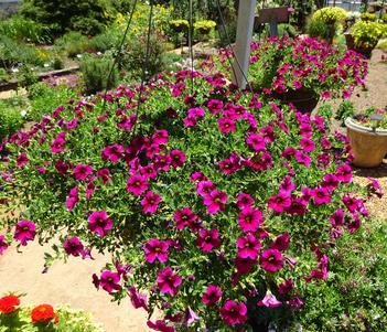 Calibrachoa hybrida 'Cabrio Burgundy' Image