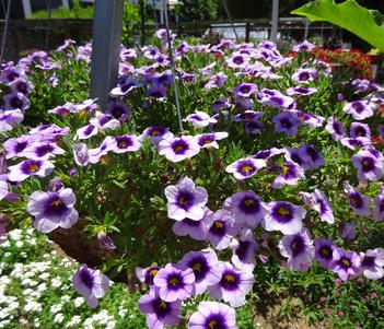 Calibrachoa hybrida 'Cabrio Eclipse Lilac' Image