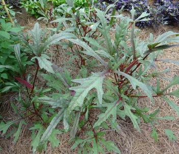 Abelmoschus esculentus 'Okra French Quarter Pink' Image
