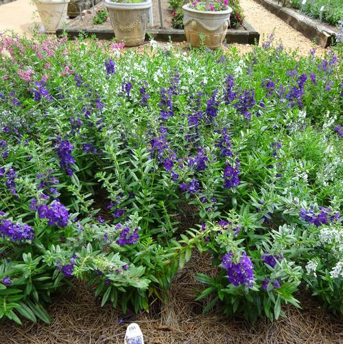 Angelonia 'Angelface® Blue Imp' Image