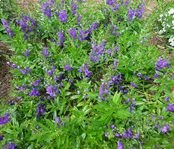 Angelonia 'Angelface® Cascade Blue' Image