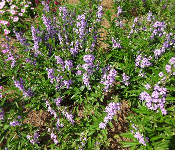 Angelonia 'Angelface&reg; Steel Blue' Image