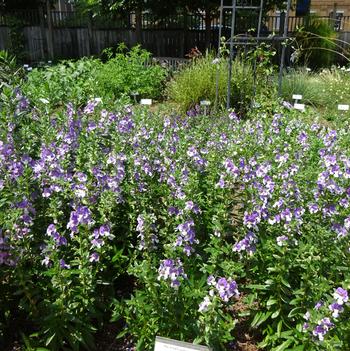 Angelonia 'Angelface® Wedgwood Blue Imp' Image