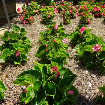 Begonia x hybrida 'Tophat Pink' Image