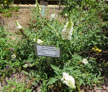 Buddleja davidii 'Leah White' Image