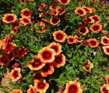 Calibrachoa 'Superbells Tangerine Punch' Image