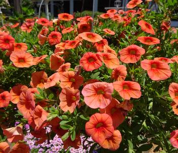 Calibrachoa 'Lia Melon' Image