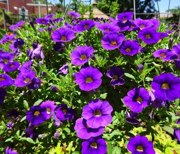 Calibrachoa 'Noa Blue Legend' Image