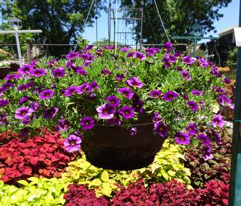 Calibrachoa 'Cabrio Grape' Image