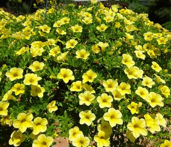 Calibrachoa 'Cabrio Yellow' Image