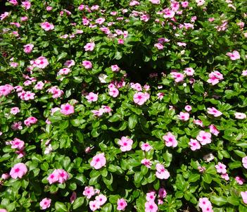 Catharanthus roseus 'Blockbuster Icy Watermelon' Image