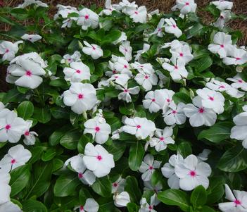 Catharanthus roseus 'Blockbuster Peppermint' Image