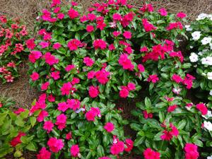 Catharanthus roseus 'Blockbuster Punch' Image