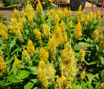 Celosia plumosa 'Bright Sparks Bright Yellow' Image