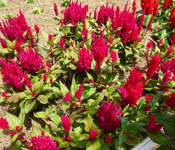 Celosia plumosa 'Bright Sparks Deep Rose' Image