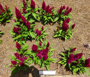 Celosia plumosa 'Bright Sparks Burgundy' Image