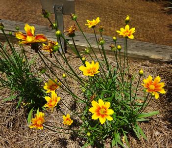 Coreopsis 'Little Bang Orange Elf' Image