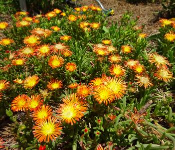 Delosperma 'Delmara Orange' Image