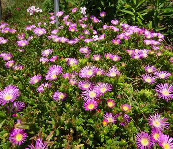 Delosperma 'Delmara Pink' Image