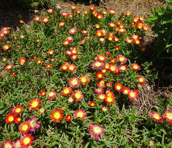 Delosperma 'Delmara Red' Image
