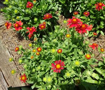 Gaillardia 'Lunar Red Moon' Image