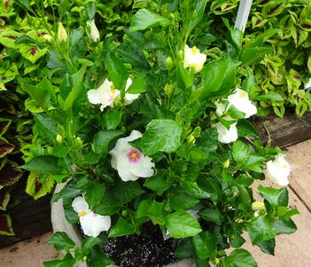 Hibiscus 'Hollywood Starstruck' Image