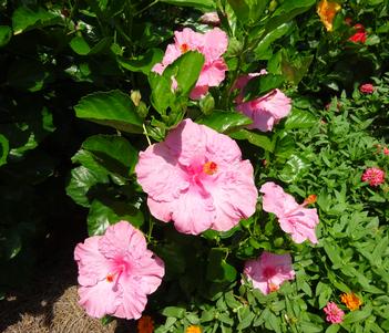 Hibiscus 'Hollywood Jolly Polly' Image