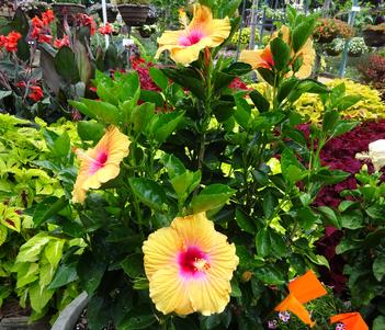Hibiscus 'Hollywood Gossip Queen' Image