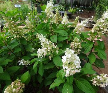 Hydrangea 'Lavalamp Candelabra' Image