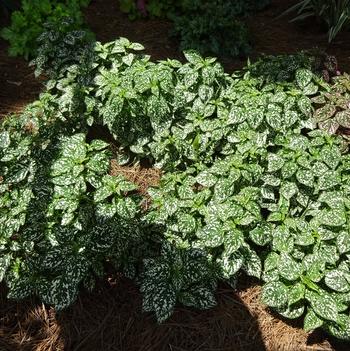 Hypoestes 'Hippo White' Image