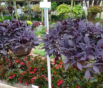 Ipomoea 'Sweet Caroline Raven Imp' Image