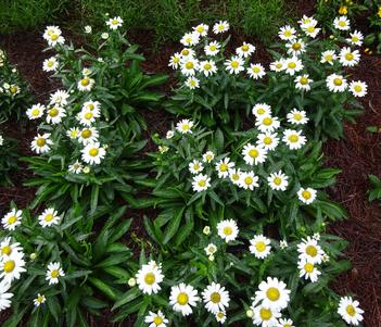 Leucanthemum maximum 'Birdy' Image